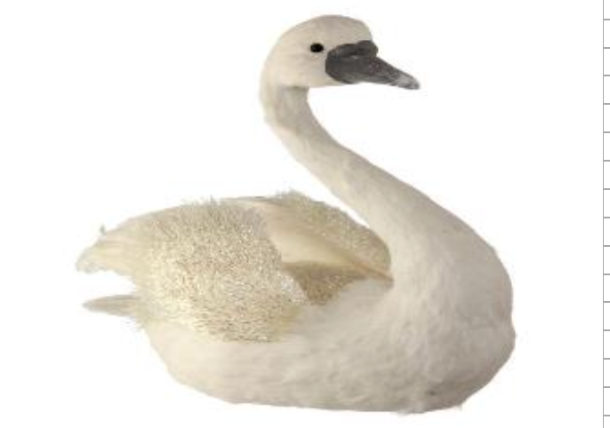 Snow Fleece Swan